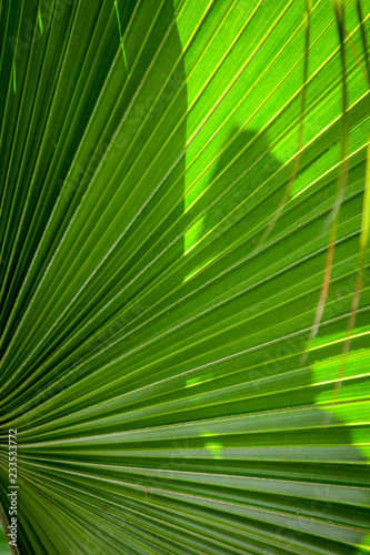 Detail einer Palme  Wedel  Blatt  Samen  Bl  te