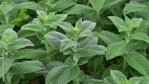 Wallpaper Mural Green mint plants for background Torontodigital.ca