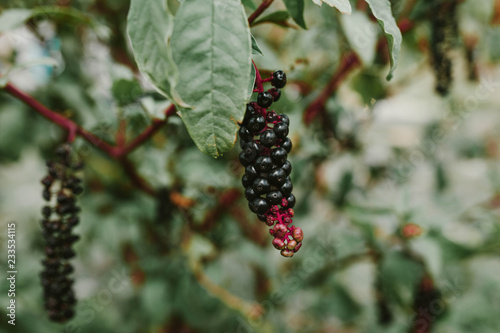 Ripe berries lakonos closeup photo