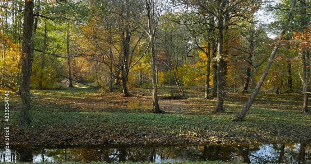 Leaf fall in Holland Park, a beautiful autumn landscape Leaf fall in Holland Park, a beautiful autumn landscape