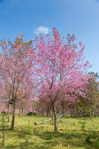 Prunus cerasoides  pink flowers with blue sky It blooms in January and February each year.