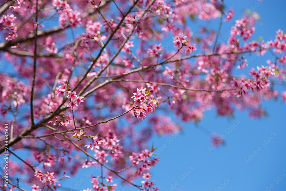 Prunus cerasoides, pink flowers with blue sky It blooms in January and February each year. Prunus cerasoides, pink flowers with blue sky It blooms in January and February each year.