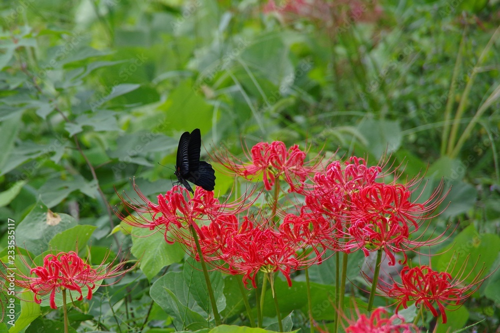 Fototapeta premium クロアゲハと彼岸花