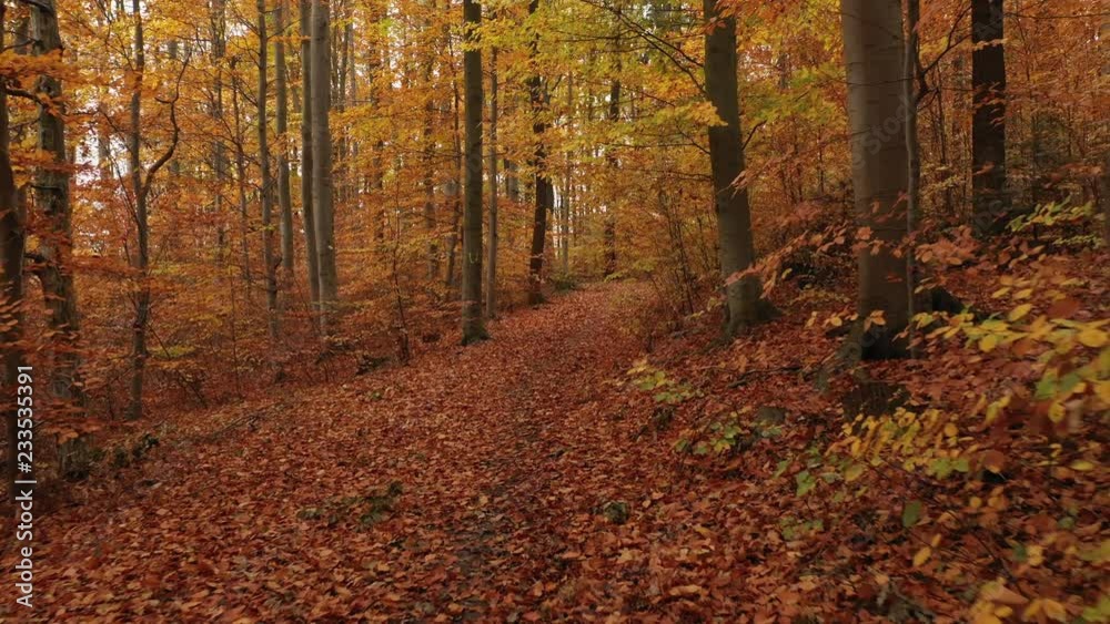 4k low perspective flying through autumn forest 4k low perspective flying through autumn forest