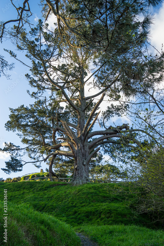 Obraz premium Tree on the hill