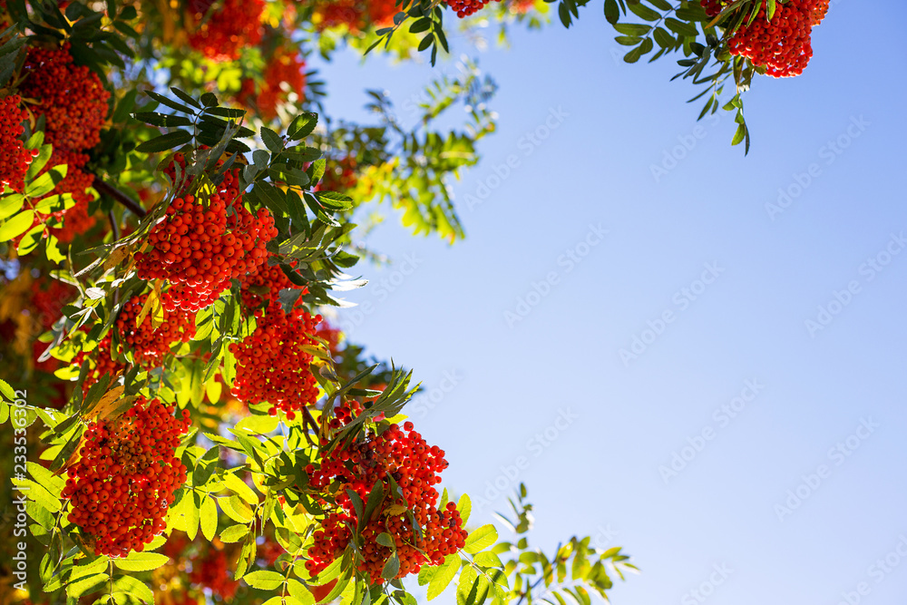 Branches of red mountain ash with leaves Branches of red mountain ash with leaves