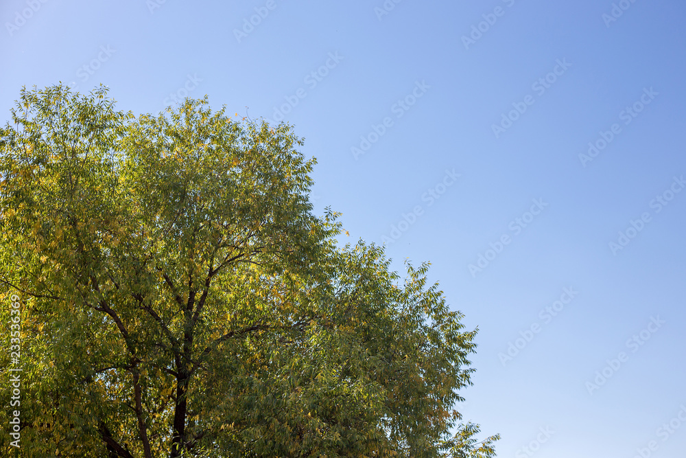 Autumn trees with sky as a background Autumn trees with sky as a background