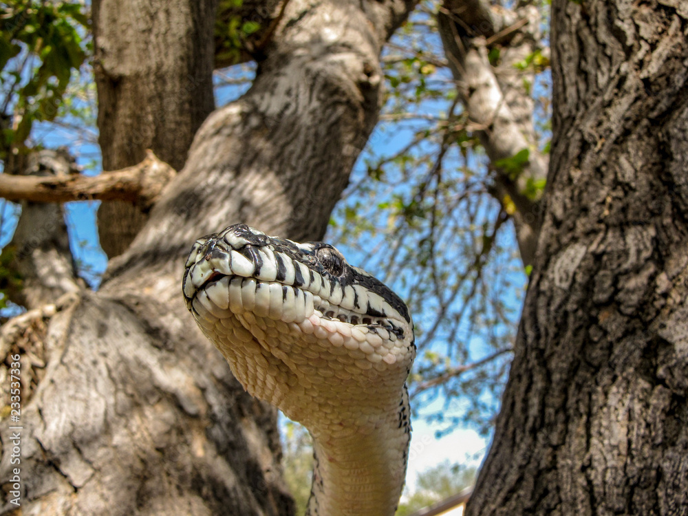 Naklejka premium Python in a tree