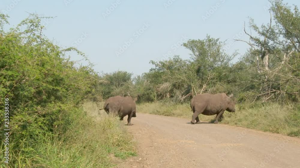 Two White Rhinoceros (Ceratotherium simum) crossing the road in Kruger N.P. Two White Rhinoceros (Ceratotherium simum) crossing the road in Kruger N.P.