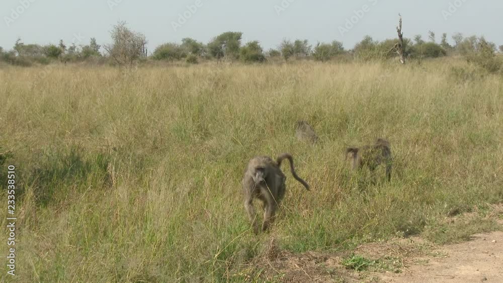 Chacma Baboon (Papio ursinus) group eating grass in Kruger N.P. one female with young on the back. Chacma Baboon (Papio ursinus) group eating grass in Kruger N.P. one female with young on the back.