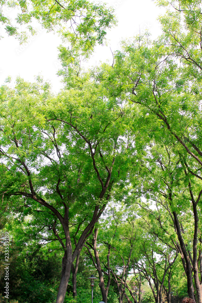 Chinese scholar tree branches