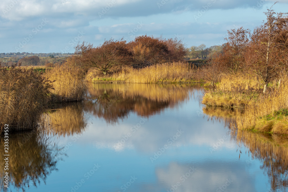 Clouds and Reeds Reflected on a Still Lake