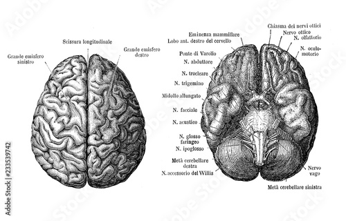 Vintage illustration of anatomy, brain upper and from below view, anatomical descriptions in italian photo