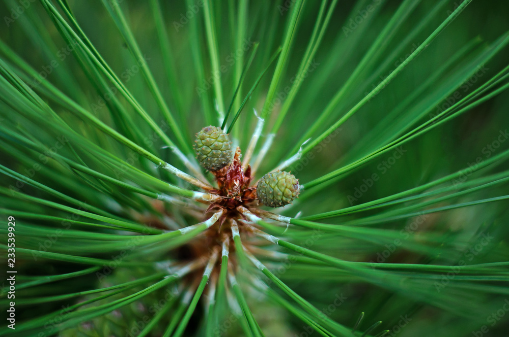 pine tree branch with cones pine tree branch with cones