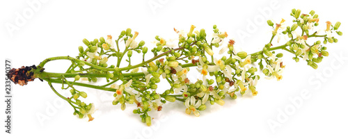 Neem flowers isolated on white background.