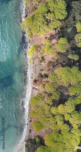 Aerial panorama of pinewood forest along a beautiful coastline