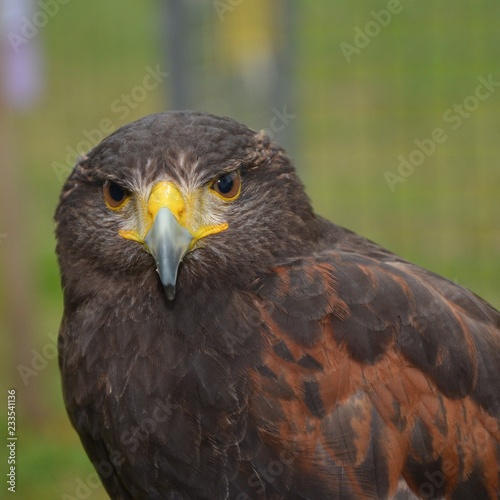 Aigle