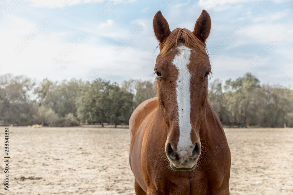 horse in the middle of the field in nature