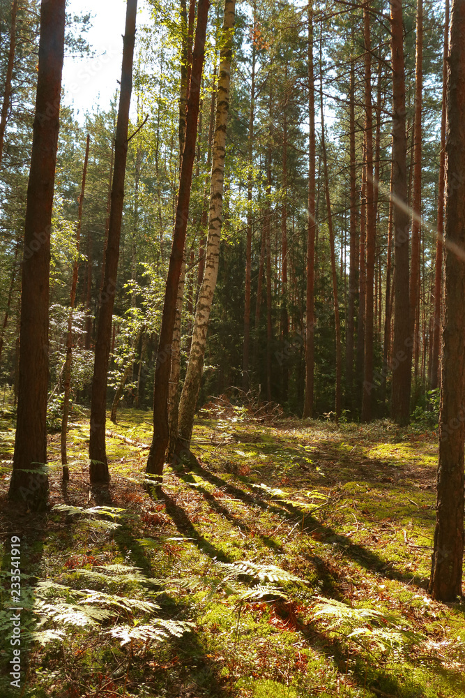 Fototapeta premium las jesienią