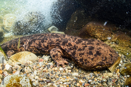 Japanese Giant Salamander in Mountain River of Gifu, Japan
