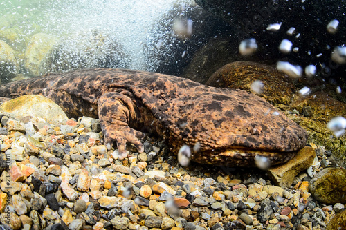 Japanese Giant Salamander in Mountain River of Gifu, Japan photo