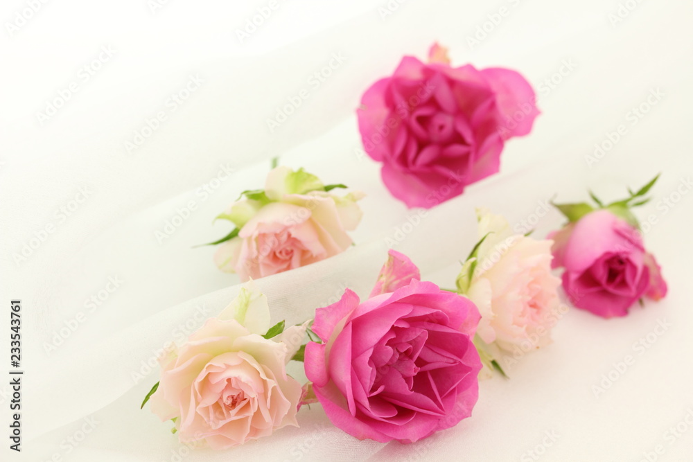 薔薇 薔薇