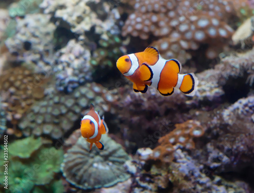 Clown fish. This is the brightest representative of the deep sea, which can live not only in nature but also in the aquarium.