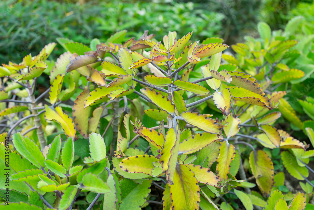 Miracle leaf near me