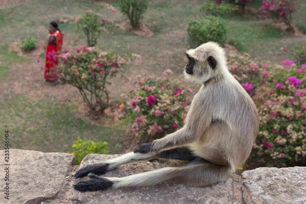 a monkey is sitting on a stone, in the background is an Indian woman in a red sari