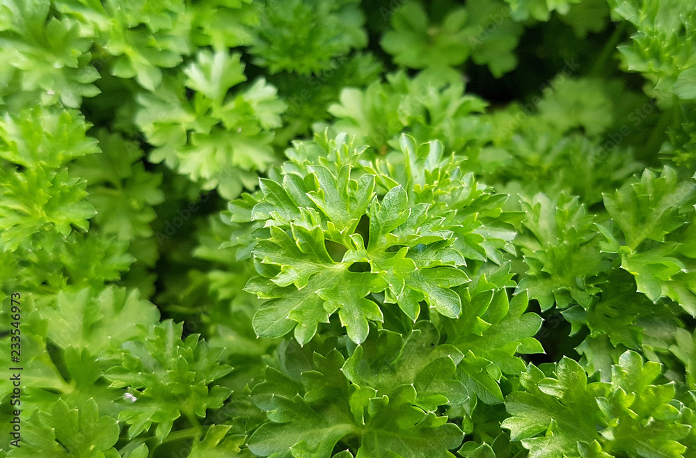 Petersilie, Petroselinum, Crispum, Krause Petersilie, Petroselinum, Crispum, Krause