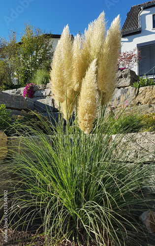 Pampasgras, Cortaderia, selloana photo