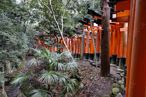 Famous torii gates on the path to Fushimi Inari Taisha shrine in Kyoto, Japan.