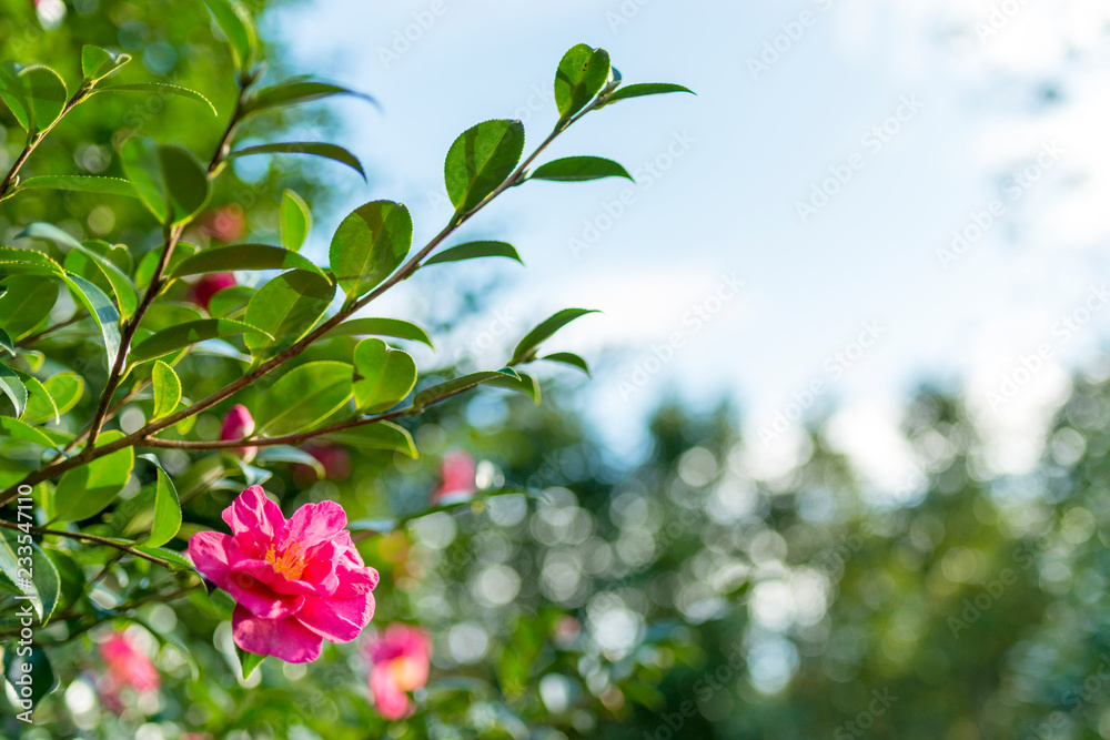 Camellia flower Camellia flower