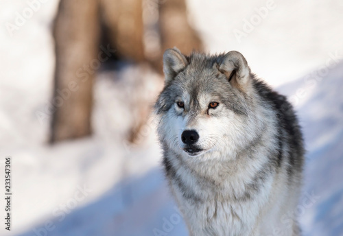 A lone Timber Wolf or Grey Wolf (Canis lupus) portrait walking in the winter snow in Canada © Jim Cumming