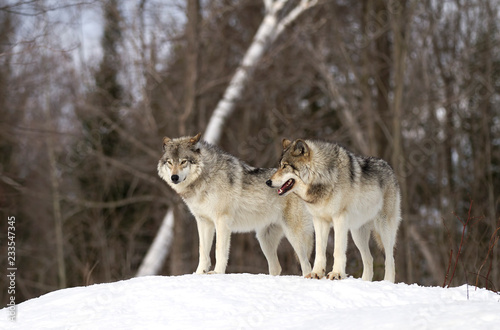 Two Timber wolves or grey wolves (Canis lupus) standing on a rocky cliff on an wintery day in Canada