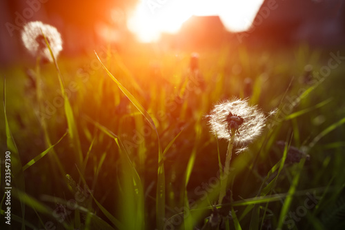 Close-up of dandelion and green grass on sunset