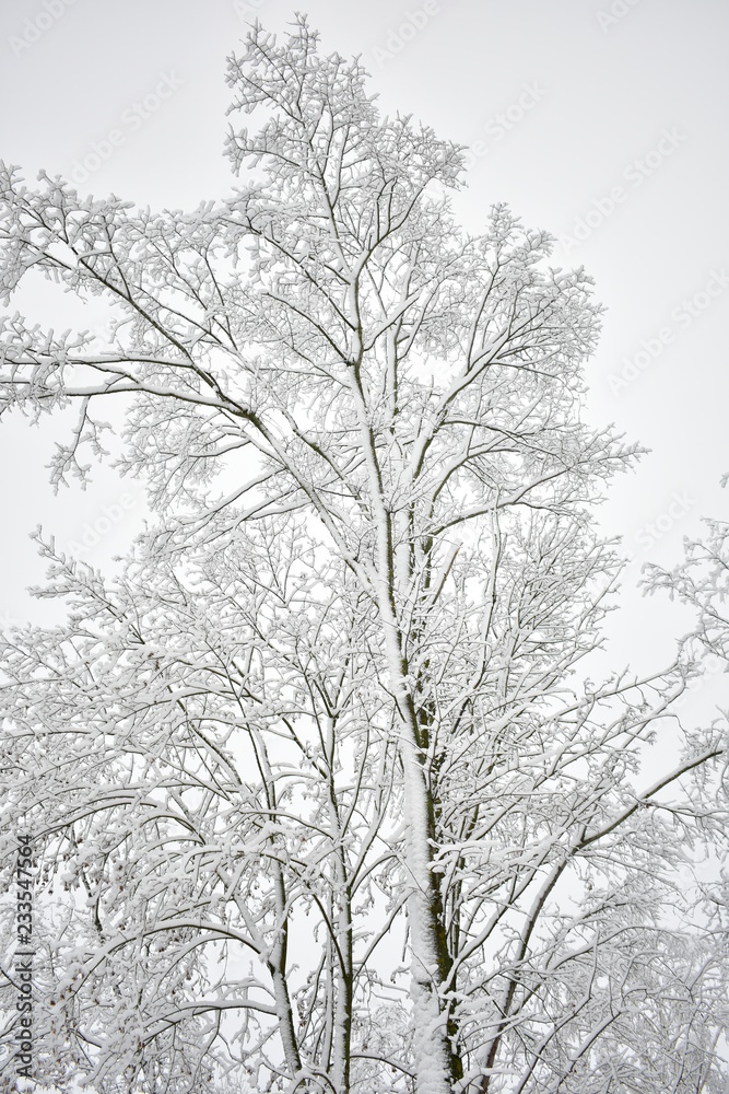 tree in winter tree in winter
