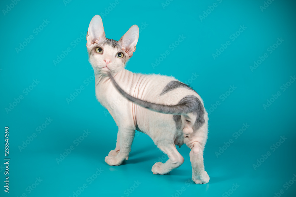 Don Sphinx cat on colored backgrounds Don Sphinx cat on colored backgrounds