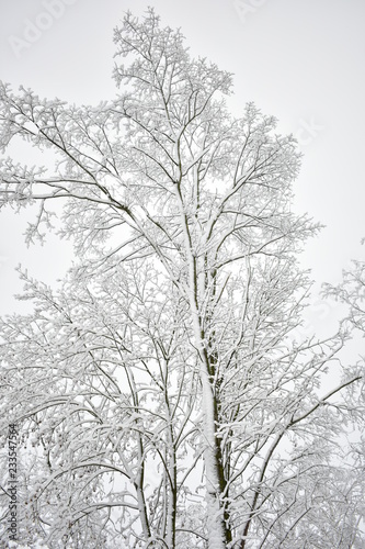 tree in winter