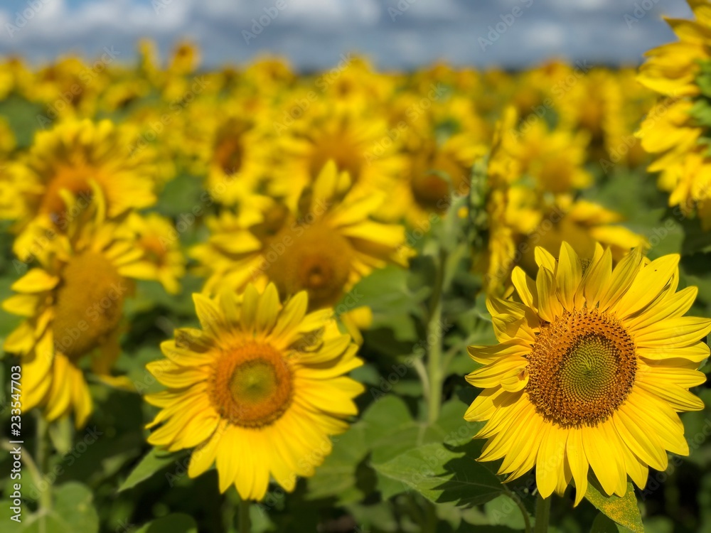 Fototapeta premium Plantation of sunflowers against the blue sky