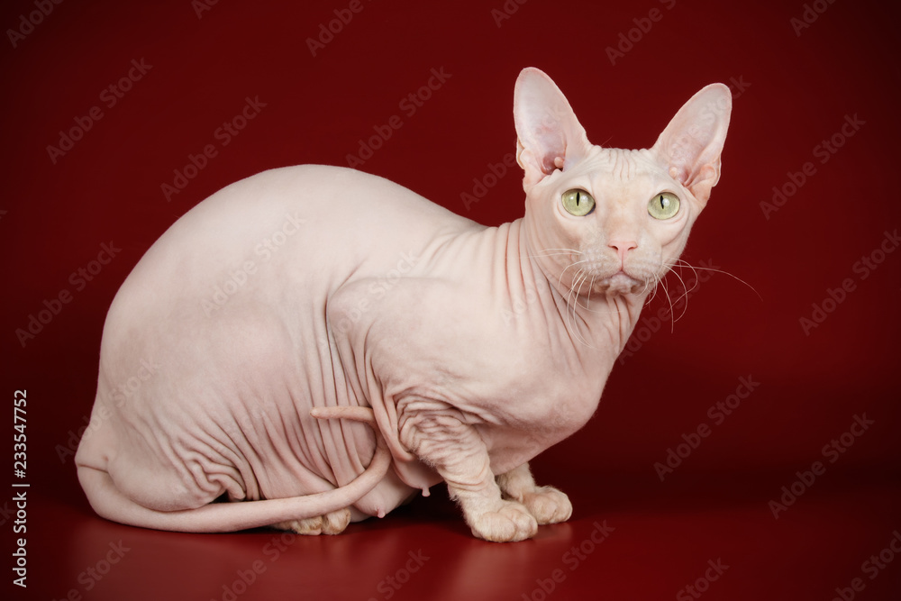 Obraz premium Don Sphinx cat on colored backgrounds