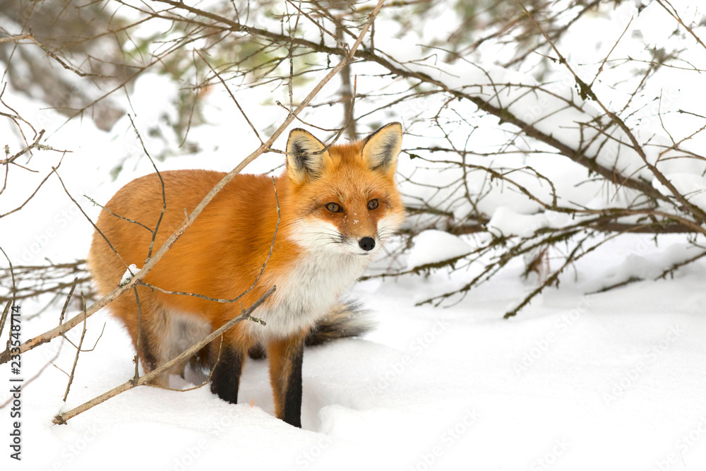 Red fox (Vulpes vulpes) with a bushy tail hunting in the winter snow in Algonquin Park, Canada