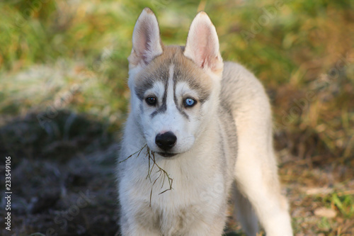 siberian husky puppy eating grass roots