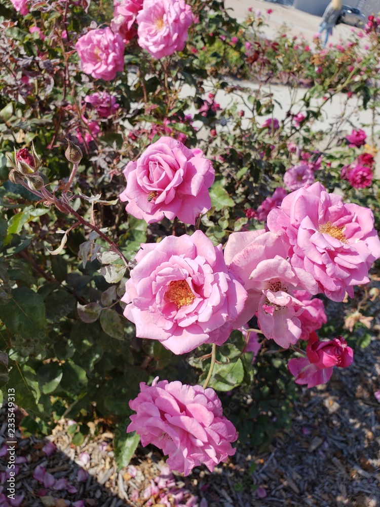 , rose, pink, nature, garden, flowers, blossom, roses, red, beauty, beautiful, floral, green, bouquet, plant, summer, petal, spring, love, leaf, flora, bloom, color, gardening