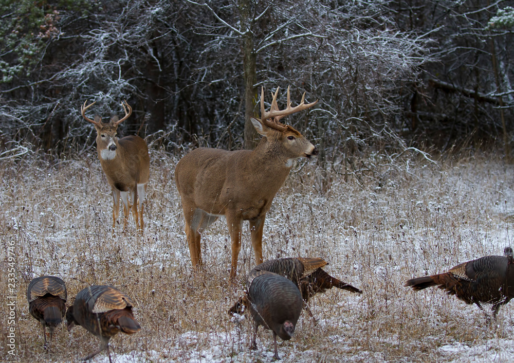 Fototapeta premium Dwa jelenie bielik stojący buck w zimie z dzikich indyków w Kanadzie