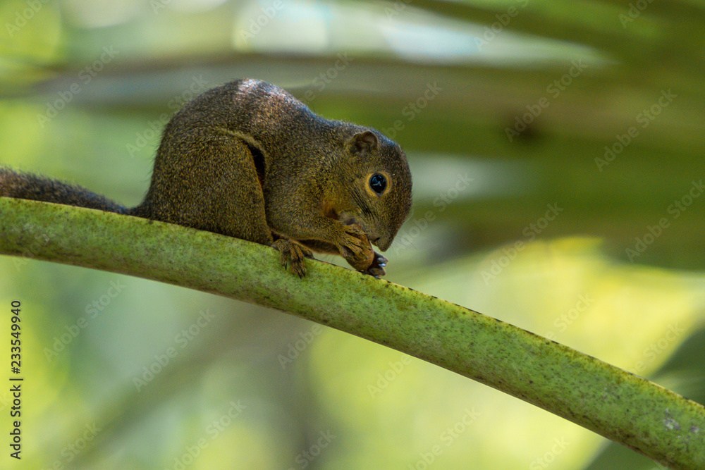 Obraz premium Botanic Garden singapore