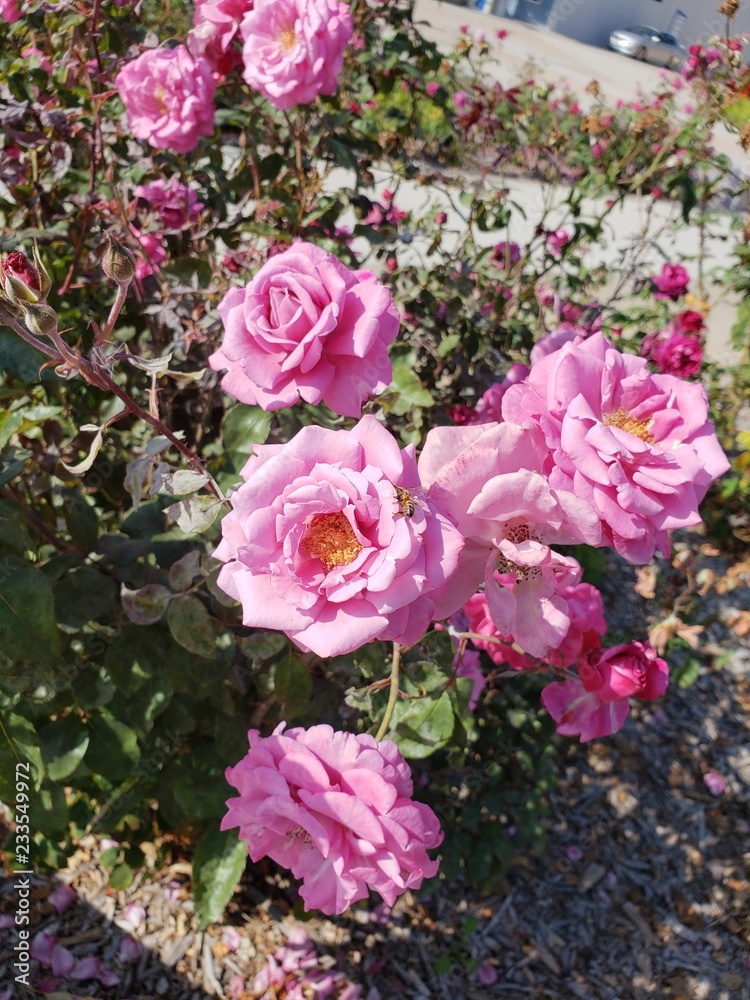 Fototapeta premium flower, rose, pink, nature, garden, flowers, roses, blossom, beauty, floral, plant, green, red, beautiful, bouquet, flora, petal, spring, bloom, color, summer, love, leaf, natural, white