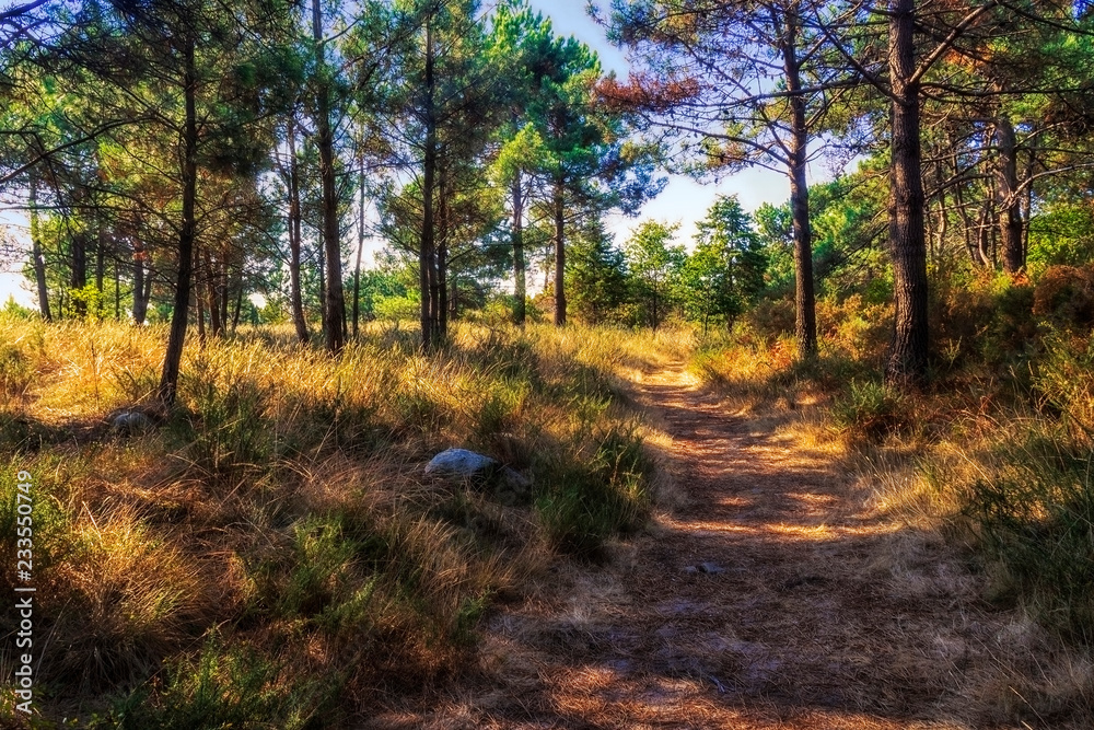 Fototapeta premium Forest pathway