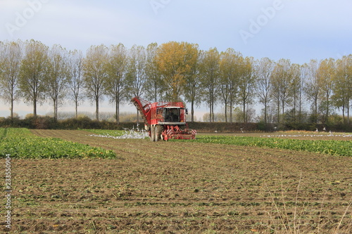 a large red beet harvester in the fields at a beautiful sunny day in autumn