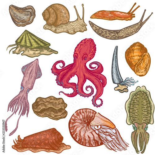Shellfish vector marine animal octopus molluscs animalistic character octopi with tentacle oyster snail in sea illustration set of seafood cuttlefish devilfish isolated on white background
